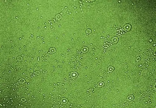 Defeito de fisheye em revestimento industrial.